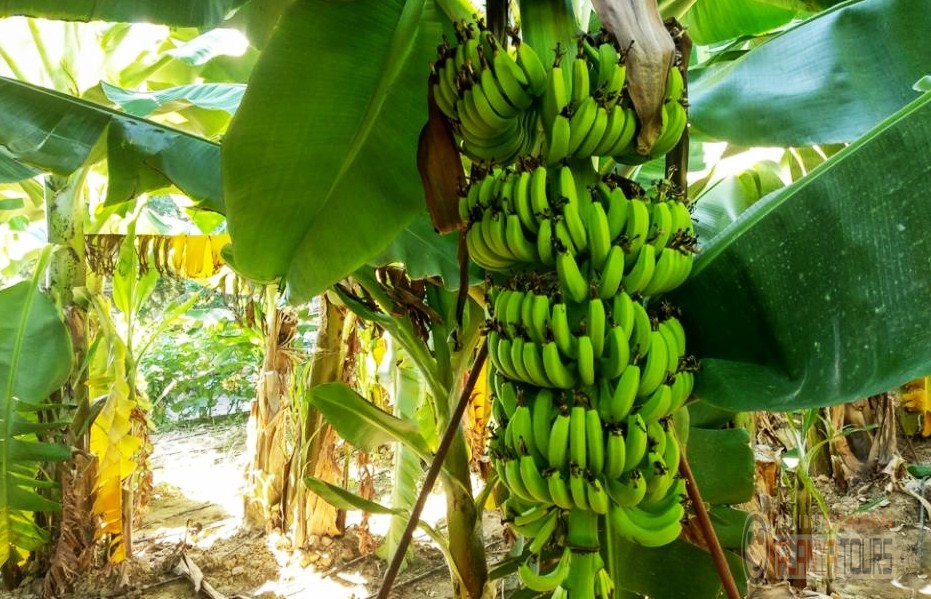 Banana plantations in Alanya