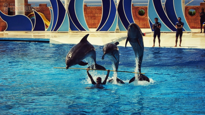 Дельфинарий в Алании Photo 1