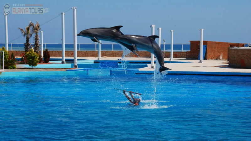 Дельфинарий в Алании Photo 6