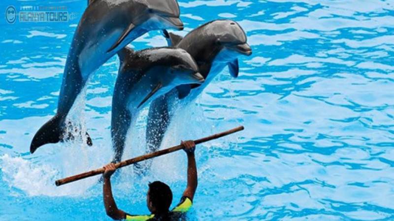 Дельфинарий в Алании Photo 8
