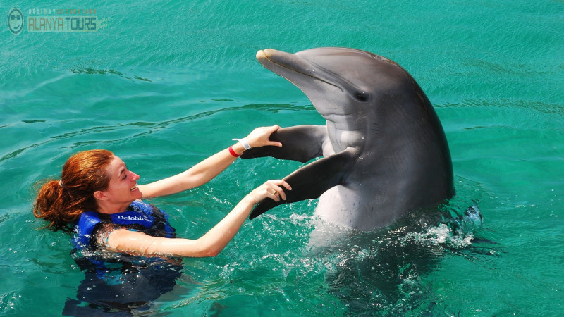 Swim with dolphins in Alanya Photo 0