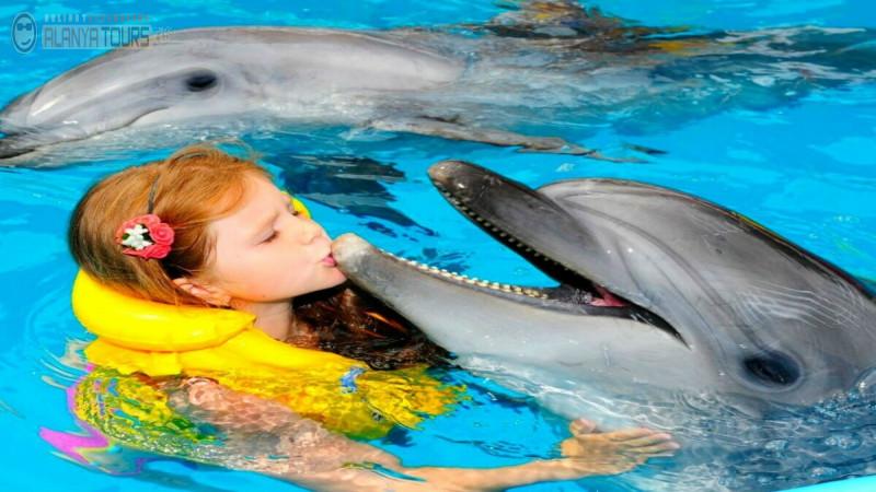 Swim with dolphins in Alanya Photo 2