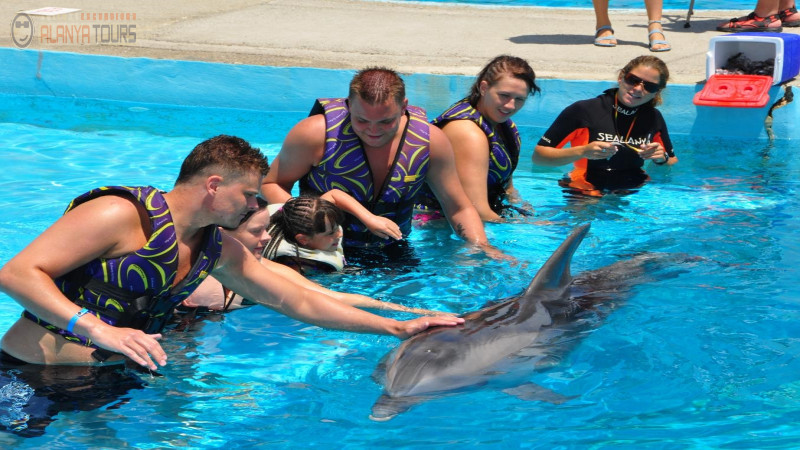 Swim with dolphins in Alanya Photo 4