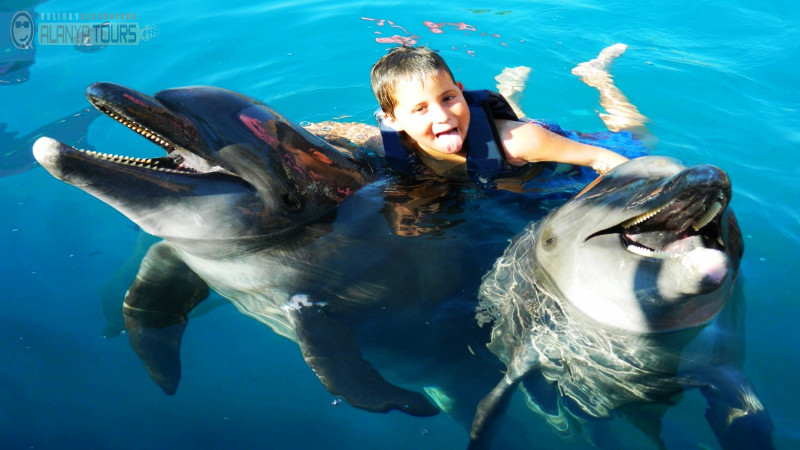 Swim with dolphins in Alanya Photo 5